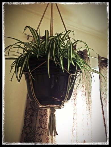 Plant Hanger