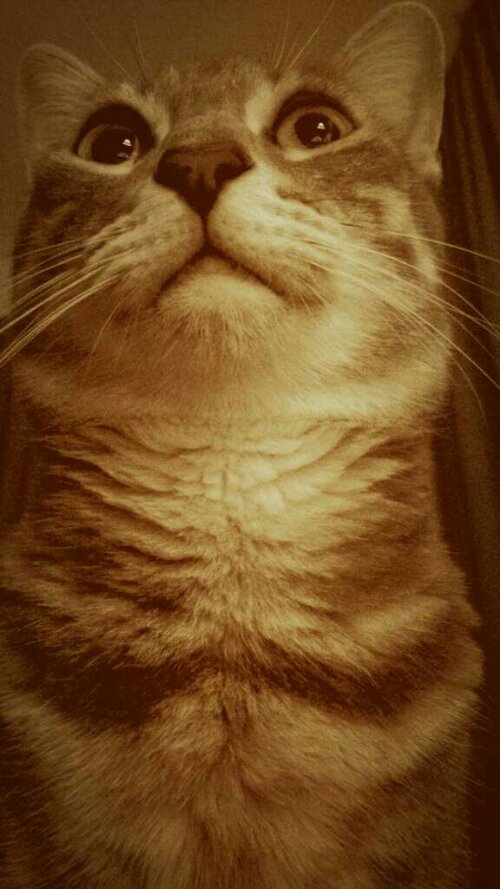 1381552897631.jpg image