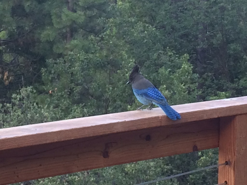 I met a hummingbird and this stellar blue jay.